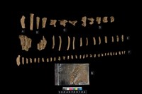 藏品(獸骨殘片)的圖片