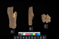 藏品(獸骨與獸齒殘片)的圖片