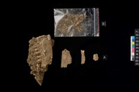 藏品(鹿下顎骨牙殘片)的圖片