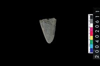 藏品(石刀)的圖片