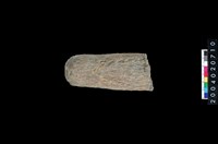 藏品(石杵)的圖片