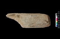 藏品(石杵)的圖片