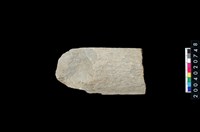 藏品(石杵)的圖片