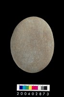 藏品(石錘)的圖片