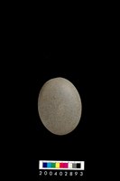 藏品(石錘)的圖片