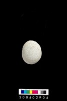 藏品(石錘)的圖片