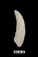 藏品(石鐮)的圖片