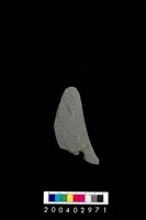 藏品(石鐮)的圖片