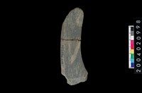 藏品(石鐮)的圖片