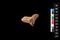 藏品(陶把)的圖片