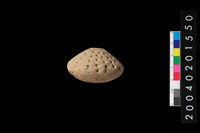 藏品(陶紡輪)的圖片