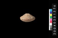 藏品(陶紡輪)的圖片