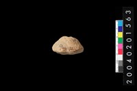 藏品(陶紡輪)的圖片