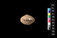 藏品(陶紡輪)的圖片