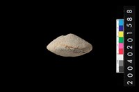 藏品(陶紡輪)的圖片