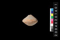 藏品(陶紡輪)的圖片