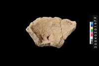 藏品(陶蓋)的圖片