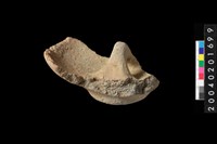 藏品(陶蓋)的圖片