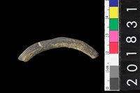 藏品(陶環)的圖片