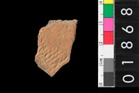 藏品(腹片)的圖片