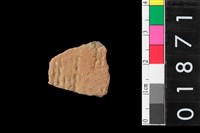 藏品(腹片)的圖片