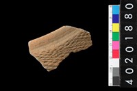 藏品(腹片)的圖片