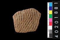 藏品(腹片)的圖片