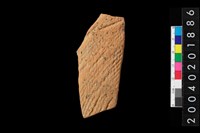 藏品(腹片)的圖片