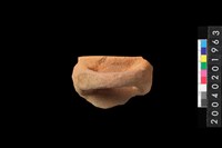 藏品(帶把缽口緣殘件)的圖片