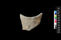 藏品(頸折)的圖片