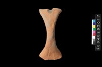 藏品(豎把)的圖片