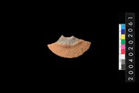 藏品(腹片)的圖片