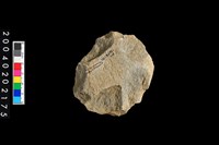 藏品(石核)的圖片