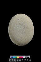 藏品(石錘)的圖片