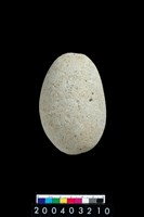 藏品(石錘)的圖片