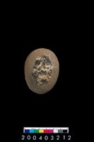 藏品(石錘)的圖片