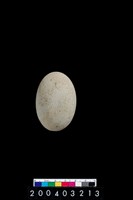 藏品(石錘)的圖片