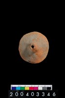 藏品(陶紡輪)的圖片