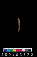 藏品(陶環)的圖片