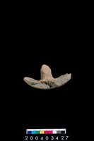 藏品(陶蓋)的圖片