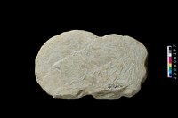 藏品(石網墜)的圖片