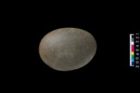 藏品(石錘)的圖片