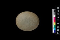 藏品(石錘)的圖片