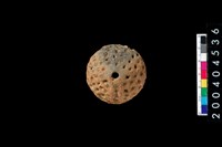 藏品(陶紡輪)的圖片