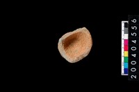 藏品(陶杯)的圖片