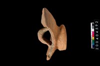 藏品(陶蓋)的圖片