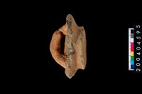 藏品(陶蓋殘件)的圖片