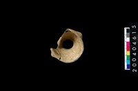 藏品(口緣)的圖片