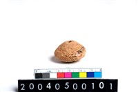 藏品(陶紡輪)的圖片