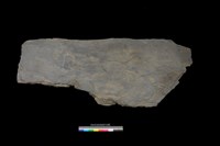 藏品(石板)的圖片